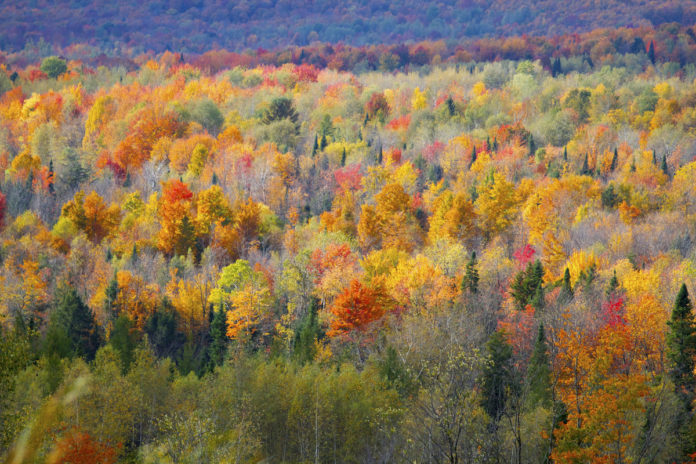 Une Carte Pour Suivre L Avancee Des Couleurs Au Quebec Maudits Francais