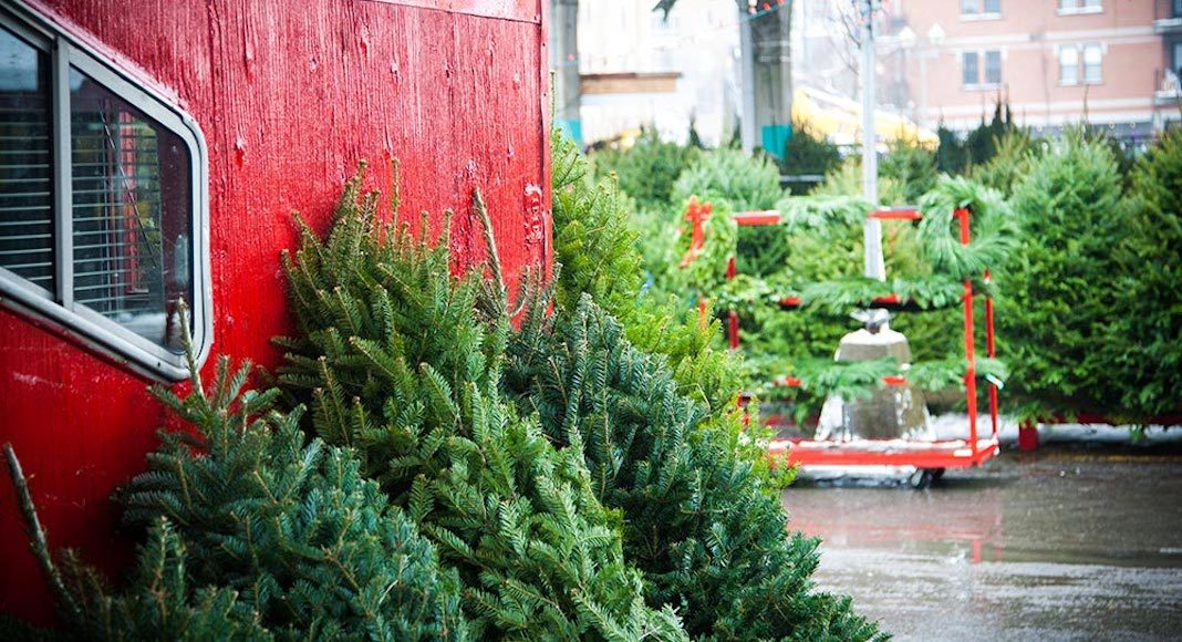 Sapin de Noël
