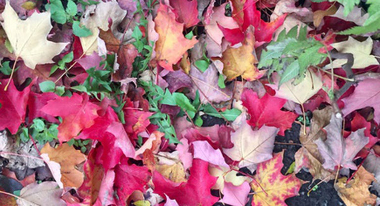 Pourquoi les arbres du Québec prennent-ils ces couleurs si particulières à l’automne ?
