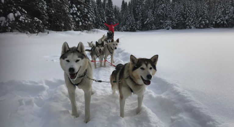 Stéphane Denis, le Français qui murmurait à l’oreille des chiens de traîneau