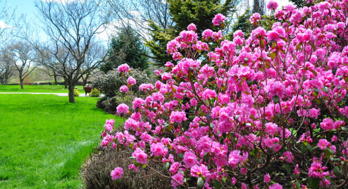 printemps_montreal
