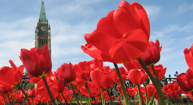 Festival des tulipes :  Ottawa se couvre de 1000 couleurs à partir du 10 mai