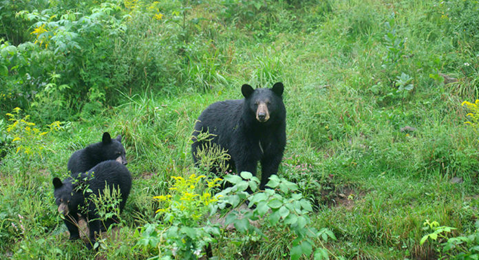 Ours