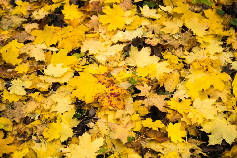 Ces lieux incontournables pour admirer les couleurs d’automne