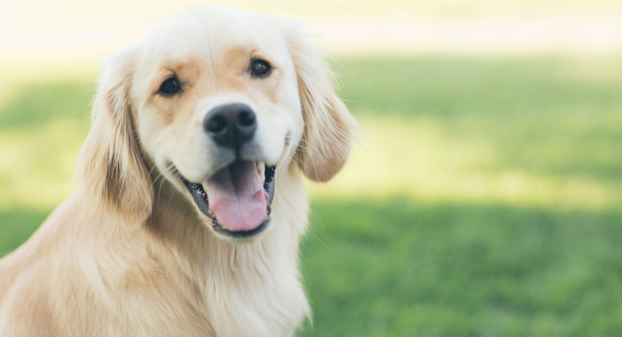 Vivre avec son animal à Montréal : ce qu’il faut savoir